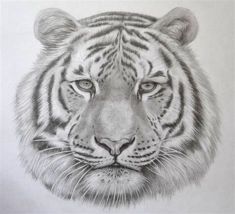 how to draw a tiger face with pencil